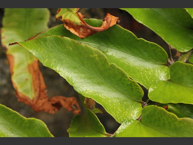 Cyrtomium falcatum House Holly Fern Images